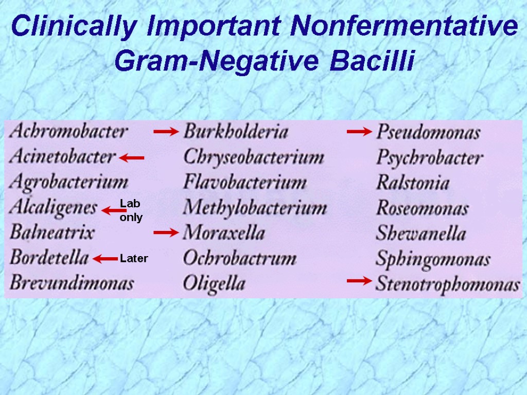 Clinically Important Nonfermentative Gram-Negative Bacilli Later Lab only